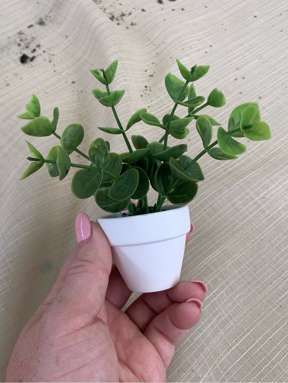 Lot of Baby Shower Decorations! Taco Bout a Baby and Succulent Themed - Picture 7 of 12